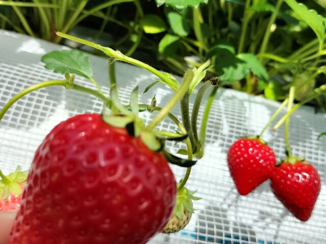 ^Ԃȑ傫ȃC`S܂Ă܂A_䂢܁[FARM