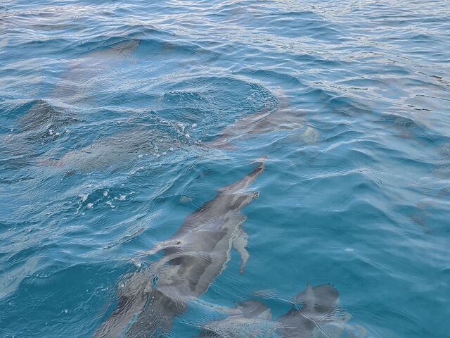 �C���J�̑�Q�ɑ����I_�|�l�C�`���[�A�J�f�~�[