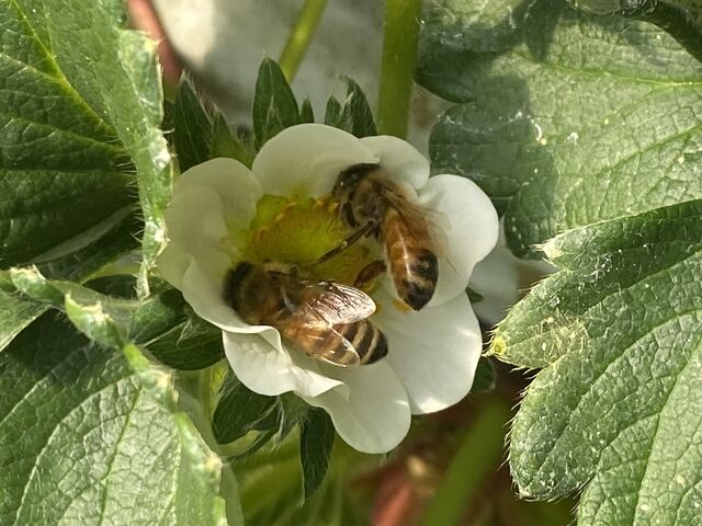 ~co`󕲂Ă܂B_~m~t@[