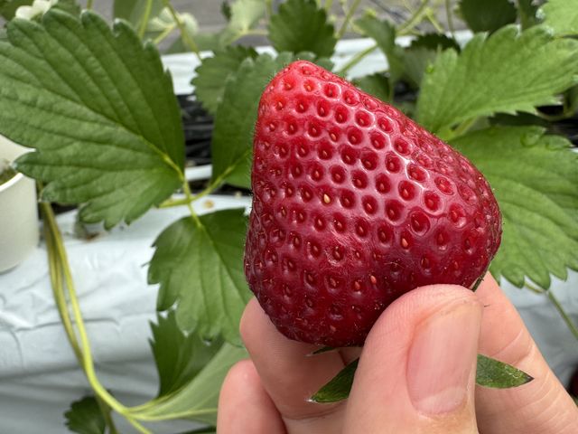 4��̂�����_�X�g���x���[�t�@�[�� �\�[�r�[