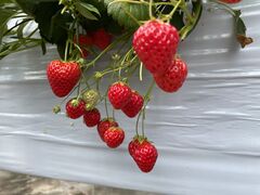 悿͂̌ct@[ւ̓eʐ^1