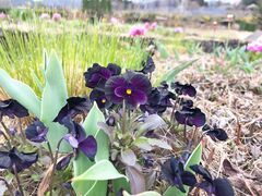 �����̗��p�ҁB����̒��V���K�[�f���Y�ւ̓��e�ʐ^1