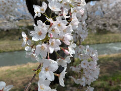 �����ЏM��u�t�̎l�d�t�v�̎ʐ^2