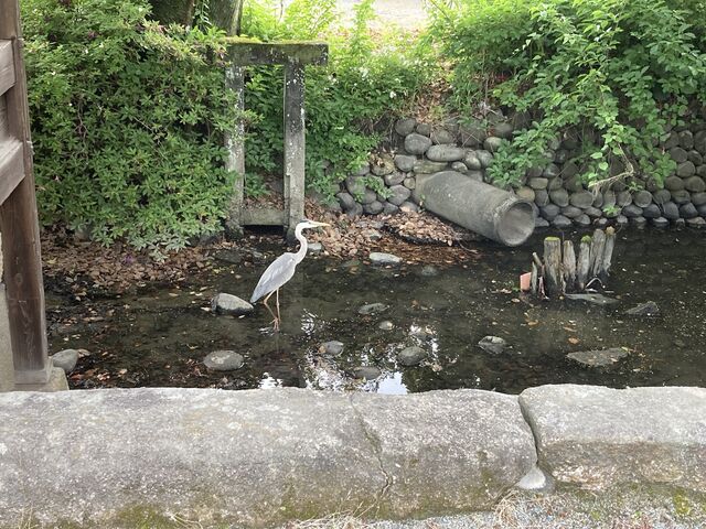 ���ӂ̎U��_���ӂ̎U����