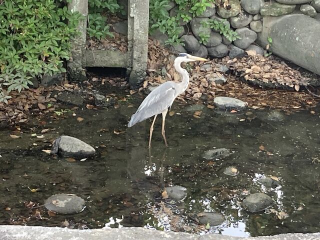 ���ӂ̎U��_���ӂ̎U����