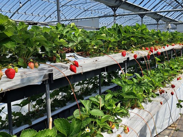 �q�ǂ����̂�₷�������ł���_�J���ό���������