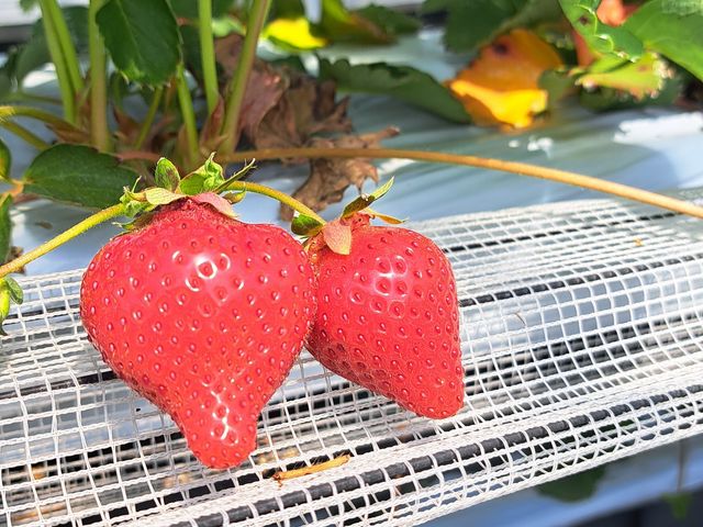 �^���ԂŊÂ������ł�_�J���ό���������