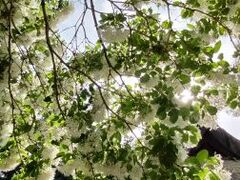 �������͂񂳂�̍����M�_�Ђւ̓��e�ʐ^1