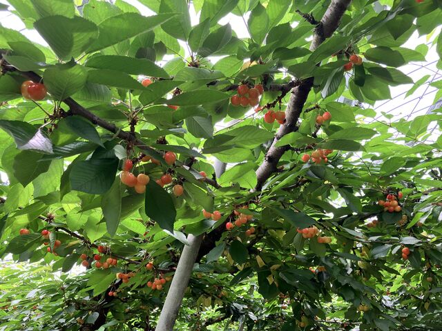 �قƂ�ǂ��̏��_��]�̋u�_��