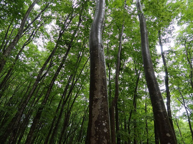 �������ƌ����܂�_���l��