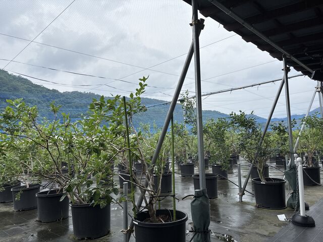 �_���̗l�q_���������u���[�x���[�����_��