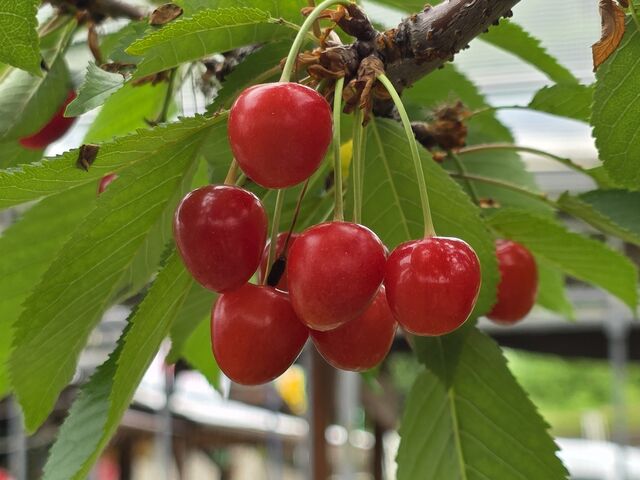 �Ɓ[���Ă��Ԃ����ł���_�L����