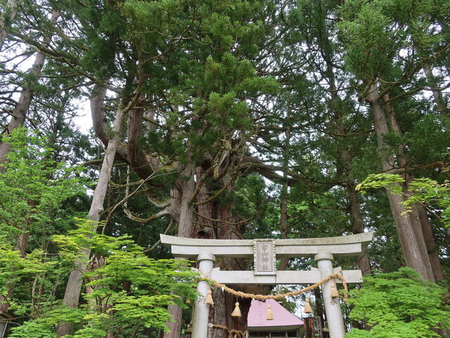 yosshy̒̑吙̓eʐ^5