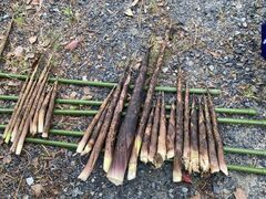 ܂邳̃R~jP[Vt@Ng[ւ̓eʐ^1