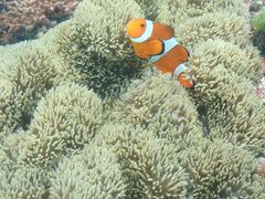 ̋{blue܂ق΂ւ̓eʐ^2