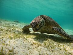 EROCEAN LIFEւ̓eʐ^1