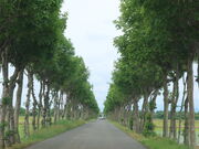 yosshy̖莛̂͂ؕ؂̓eʐ^2