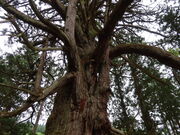 yosshy̒̑吙̓eʐ^2