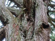 yosshy̒̑吙̓eʐ^3