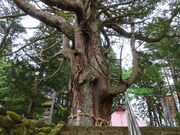 yosshy̒̑吙̓eʐ^4