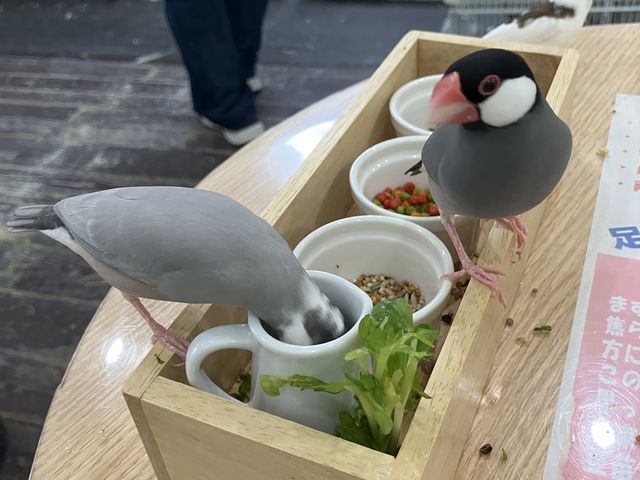 �H������V��������_MIRAI-UP Bird+