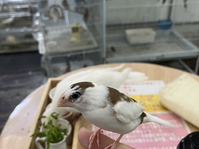 ����W���E�V�}�c����_MIRAI-UP Bird+