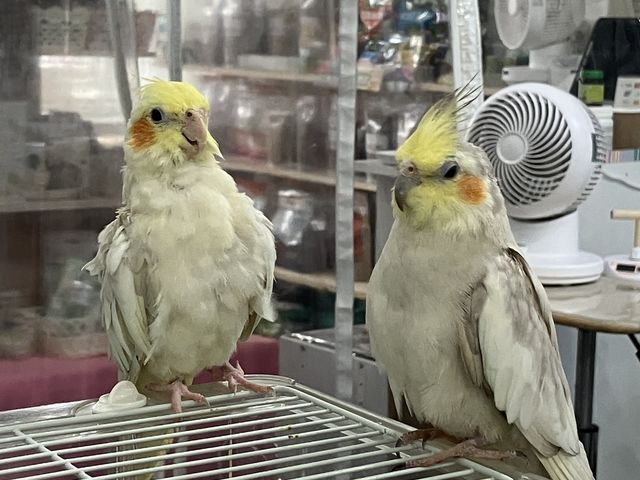 �܂�����I�J���C���R����_MIRAI-UP Bird+