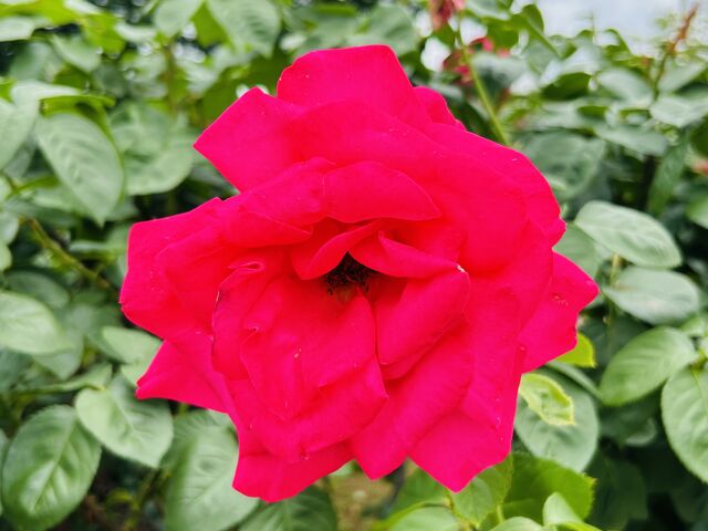 �}���A�J���X_�~�������΂牀