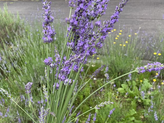 ���x���_�[���_�l���R����̐X�����y�э�����