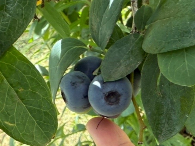 �����傫���Ɋ����I�Î_���ς��Ă��������I_�V���K�[�f���`�c�ɃJ�t�F�`