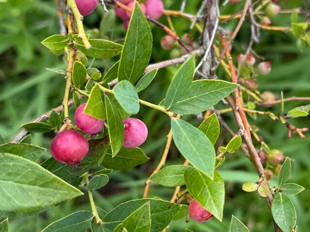 �s���N�����l�[�h�H����Ȗ��O�̃u���[�x���[�̕i��
�u�₩�ł��������I_�V���K�[�f���`�c�ɃJ�t�F�`