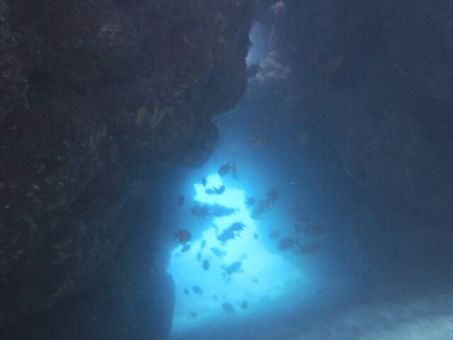 ���̓��A��������܂���_�_�C�r���O���J�k�[�X�蒃��