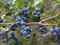 ���傷����̂�������u���[�x���[�t�@�[���ւ̓��e�ʐ^1