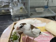 炳MIRAI-UP Bird+ւ̓eʐ^2