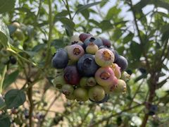 �_���J������֖̊�t�@�[���ւ̓��e�ʐ^2