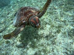 ܂̃I[X[Vm[P{Óւ̓eʐ^1