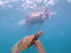 䂤nico {Óւ̓eʐ^1