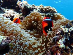 konorise̐Ί_ ADVENTURE PiPiւ̓eʐ^1