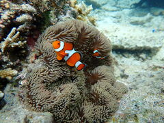 �h������̃}�b�V�u�c�A�[�Y�ւ̓��e�ʐ^1