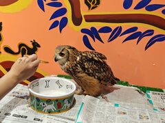 肳̃ANAtHXg@-̐X-ւ̓eʐ^1