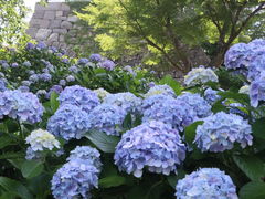 �c�{�ꂳ��̏��c����ւ̓��e�ʐ^2