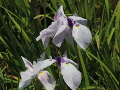 �c�{�ꂳ��̏��c����ւ̓��e�ʐ^3