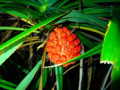 Ȃ䂳̐Ί_ ADVENTURE PiPiւ̓eʐ^1