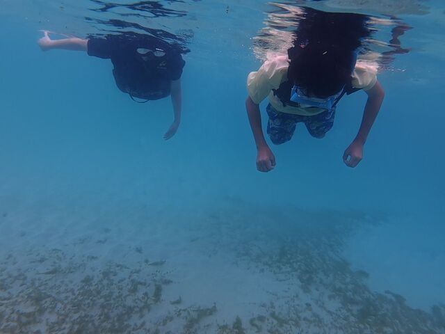 ����ȋ߂��ŃE�~�K���ɉ�܂����I_SEADAYS AMAMI