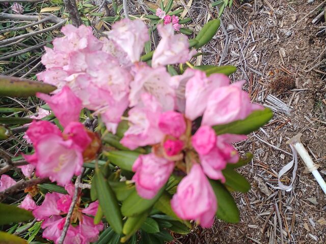 sNF̐Fʂ̒ɂ@FXȃoG[Vy߂܂_ԍVNiQ