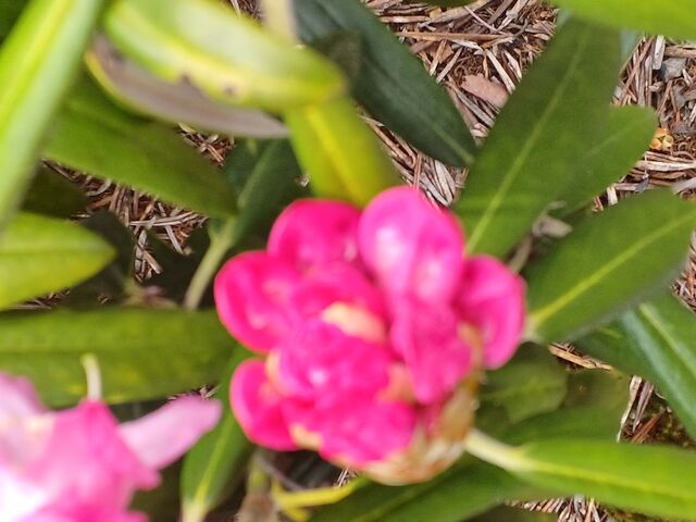 ɂ́@AY}VNiQNV}VNiQ̂Qނ炢Ă܂B_ԍVNiQ