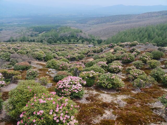 V͎Ζʂ˂ˏオ܂BrɃQccWR}NT_ԍVNiQ