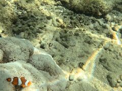 Ƃނ̐Ί_ ADVENTURE PiPiւ̓eʐ^1