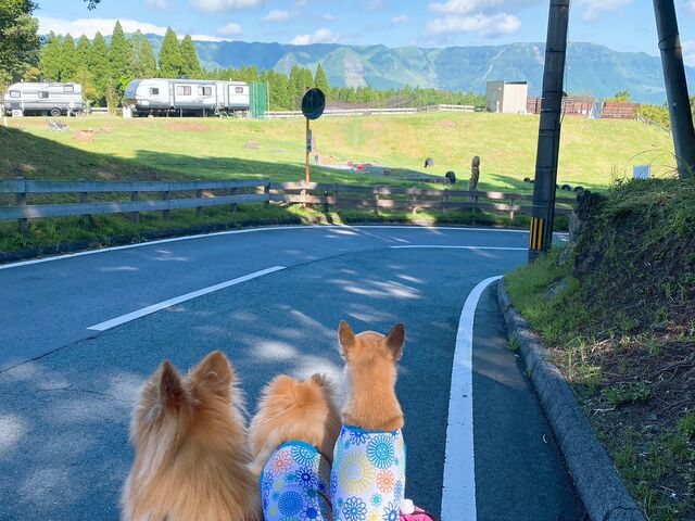 ��C�����y���I_�R�X�M���]�[�g