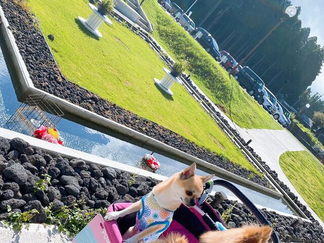 ���̎U�����f�G�ȃx�[�J���[�Œ����т��y���߂܂��B_�R�X�M���]�[�g